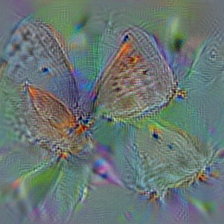 n02281406 sulphur butterfly, sulfur butterfly